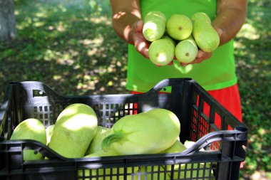 Kabak hasadı. Taze sebzeler. Çiftlikte yeşil kabak.