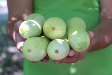 Kabak hasadı. Taze sebzeler. Çiftlikte yeşil kabak.