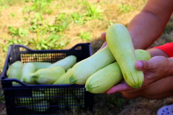 Zucchini Ernten Frisches Gemüse Grüner Kürbis Auf Dem Bauernhof — Stockfoto