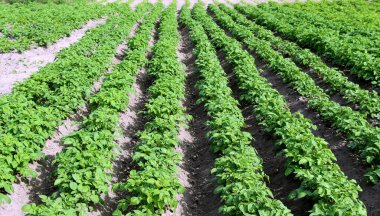 Patates filizli tarla. Köydeki çiftlikte. Patates ekme mevsimi. Yeşil sebze çalıları.