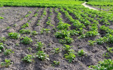 Patates filizli tarla. Köydeki çiftlikte. Patates ekme mevsimi. Yeşil sebze çalıları.