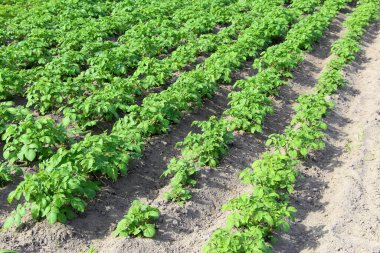 Patates filizli tarla. Köydeki çiftlikte. Patates ekme mevsimi. Yeşil sebze çalıları.