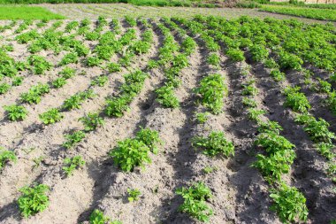 Patates filizli tarla. Köydeki çiftlikte. Patates ekme mevsimi. Yeşil sebze çalıları.