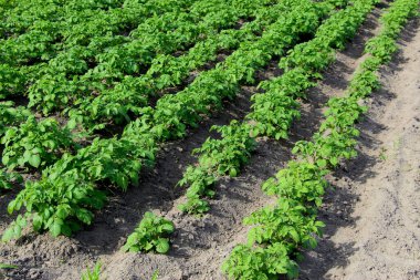 Patates filizli tarla. Köydeki çiftlikte. Patates ekme mevsimi. Yeşil sebze çalıları.