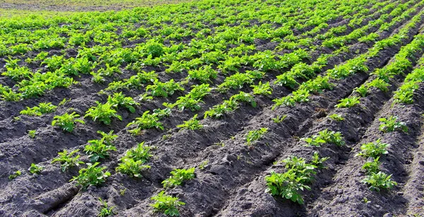 Campo Con Patatas Germinadas Granja Pueblo Sazonar Para Plantar Patatas — Foto de Stock