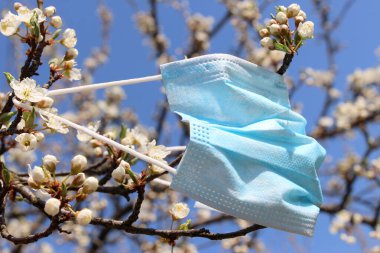 Bir tıbbi mavi maske, Nisan 2020 'de çiçek açan bir elma ağacına asılır..