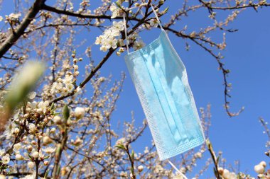 Bir tıbbi mavi maske, Nisan 2020 'de çiçek açan bir elma ağacına asılır..