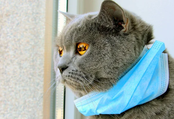 A gray cat in a blue protective mask is looking out the window.