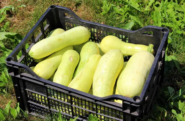 Zucchini Ernten Frisches Gemüse Grüner Kürbis Auf Dem Bauernhof — Stockfoto