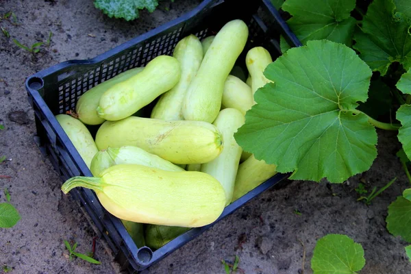 Zucchini Ernten Frisches Gemüse Grüner Kürbis Auf Dem Bauernhof — Stockfoto