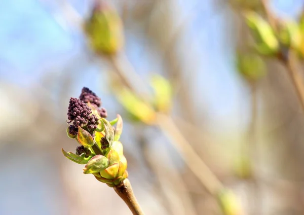 Les Jeunes Bourgeons Lilas Fleurissent Avril — Photo