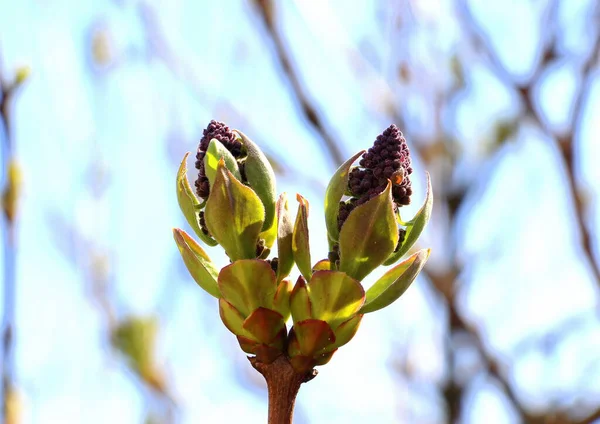 Les Jeunes Bourgeons Lilas Fleurissent Avril — Photo