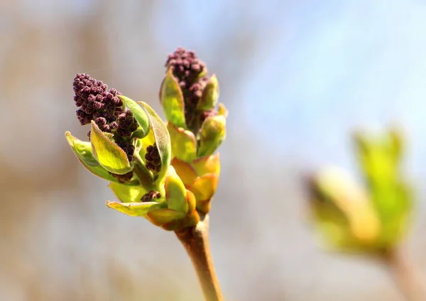 Les Jeunes Bourgeons Lilas Fleurissent Avril — Photo