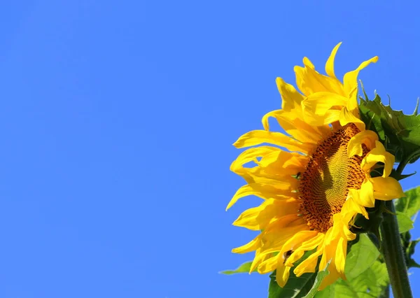 Flower sunflower closeup. Yellow flower against the blue sky. Sunflowers in the summer.