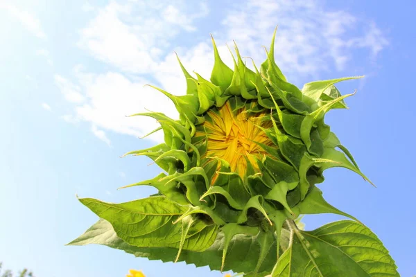 Blomma Solros Närbild Gul Blomma Mot Den Blå Himlen Solrosor — Stockfoto