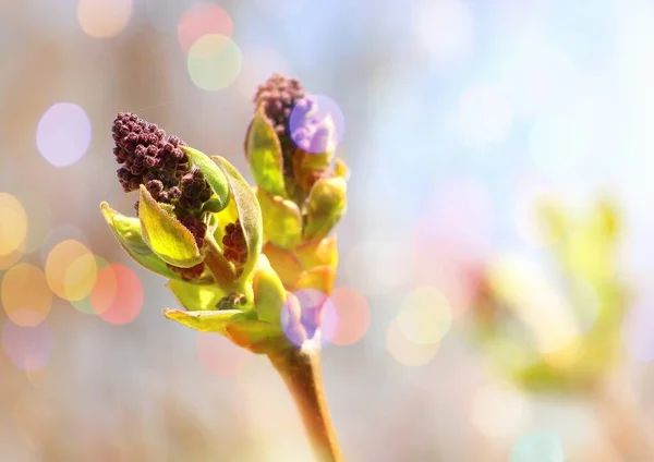 Junge Fliederknospen Blühen April — Stockfoto
