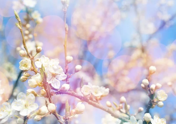 Petites Fleurs Blanches Pommiers Printemps Contre Ciel Bleu — Photo