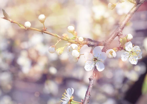 Weiße Kleine Blüten Von Apfelbäumen Frühling Vor Blauem Himmel — Stockfoto