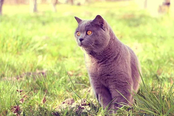 Gray Scottish Plush Cat Sits Green Grass Enjoys Nature — Stock Photo, Image