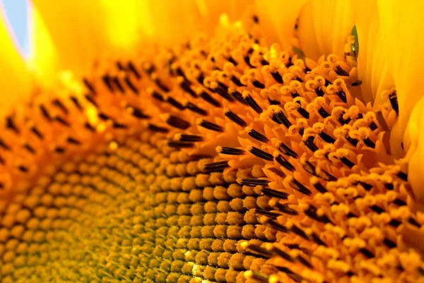 Flower sunflower closeup. Yellow flower against the blue sky. Sunflowers in the summer.