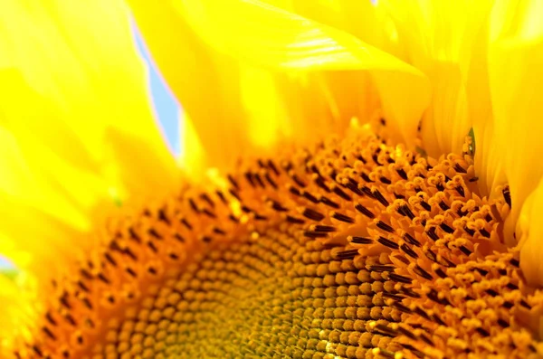 Цветочный Подсолнух Крупный План Желтый Цветок Против Голубого Неба Подсолнухи — стоковое фото