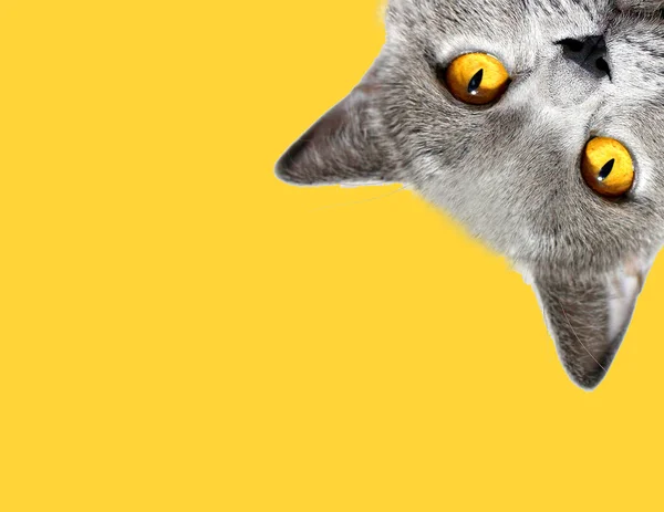 Gri kedi sarı arka planda sana bakıyor. İskoç cinsi.