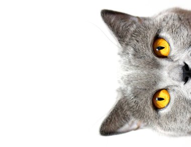 Gri kedi beyaz arka planda sana bakıyor. İskoç cinsi.