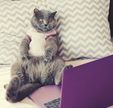 Süveter giymiş gri tüylü bir kedi yastığa uzanır ve pembe bir yatakta mor bir dizüstü bilgisayara bakar..