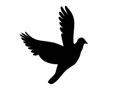 Beyaz arkaplanda siyah güvercin.