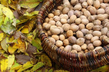 Ceviz sepeti. Sonbaharda fındık toplayın. Bahçede taze fındık.