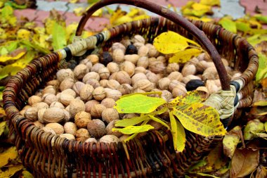 Ceviz sepeti. Sonbaharda fındık toplayın. Bahçede taze fındık.