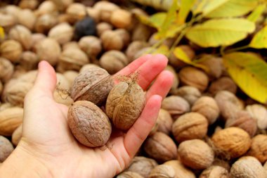Ceviz sepeti. Sonbaharda fındık toplayın. Bahçede taze fındık.