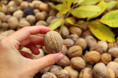 Ceviz sepeti. Sonbaharda fındık toplayın. Bahçede taze fındık.