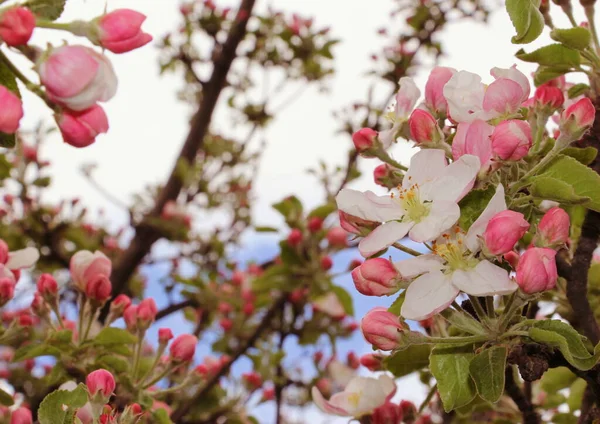 Flores Manzano Rosadas Árbol Primavera —  Fotos de Stock