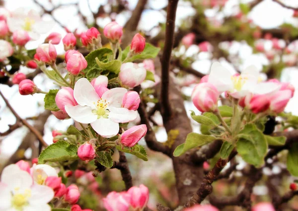 Pinkfarbener Kleiner Apfelbaum Blüht Auf Einem Baum Frühling — Stockfoto