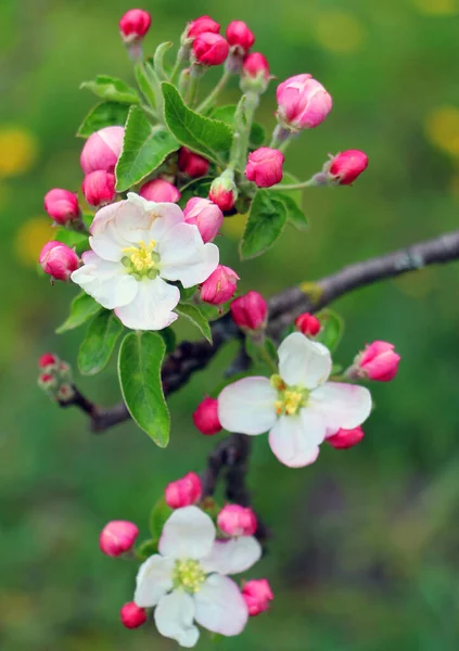 Pinkfarbener Kleiner Apfelbaum Blüht Auf Einem Baum Frühling — Stockfoto