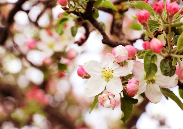 Розовые Маленькие Цветы Яблони Дереве Весна — стоковое фото