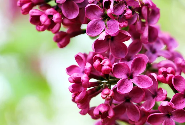 Fliederzweige Frühling Blühender Monat Mai — Stockfoto