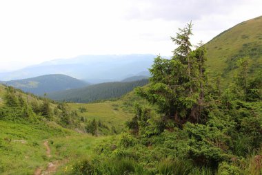 Yazın Karpatlar 'da Ukrayna dağlarının manzarası.