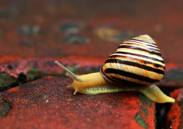 A small snail crawls on a wet tile after rain.
