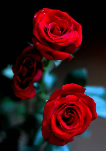 Buquê Rosas Vermelhas Flores Frescas Presente — Fotografia de Stock