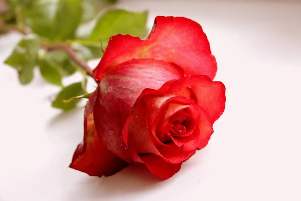 赤いバラの花束 新鮮な花だ — ストック写真