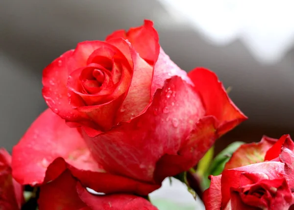 Bukiet Czerwonych Róż Świeże Kwiaty Obecny — Zdjęcie stockowe
