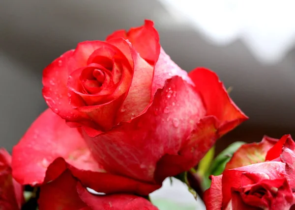 Bouquet Red Roses Fresh Flowers Present — Stock Photo, Image