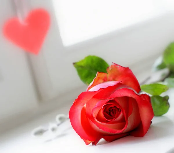 赤いバラの花束 新鮮な花だ — ストック写真