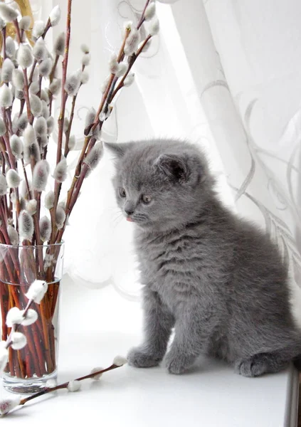 Pequeno Gatinho Cinza Raça Escocesa Senta Uma Janela — Fotografia de Stock