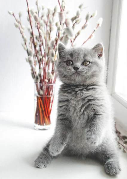 Küçük Gri Skoç Bir Kedi Yavrusu Pencerede Oturuyor — Stok fotoğraf