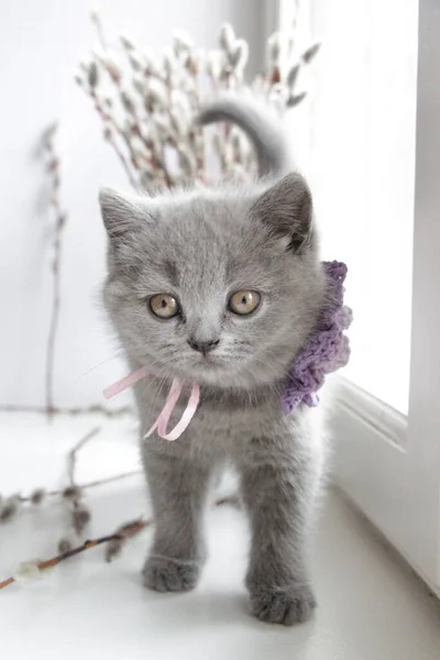 Small Gray Kitten Scottish Breed Sits Window — Stock Photo, Image