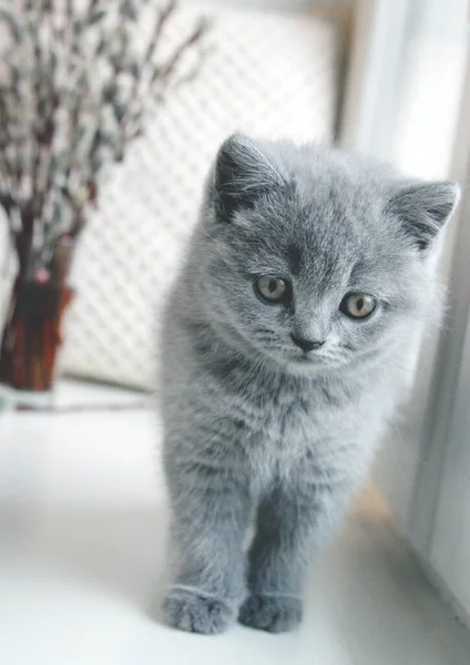 Küçük Gri Skoç Bir Kedi Yavrusu Pencerede Oturuyor — Stok fotoğraf