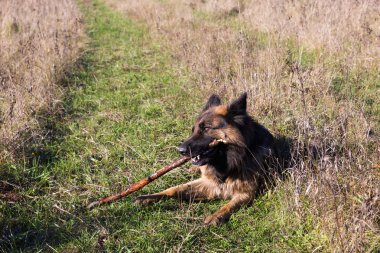 Bir sopa üzerinde çiğneme Alman çoban köpek